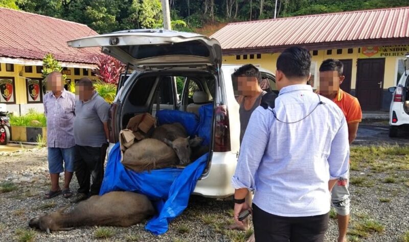 Tersangka pelaku pencurian hewan ternak berhasil diamankan oleh personel Satreskrim Polres Abdya