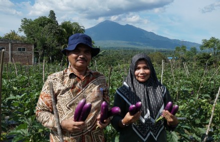 Kepala Dinas Pertanian Aceh Besar Jakfar SP MSi menunjukkan hasil panen sayur terong di Gampong Seuneubok, Kecamatan Seulimuem, Aceh Besar, Kamis (08/08/2024) siang. FOTO/MC ACEH BESAR