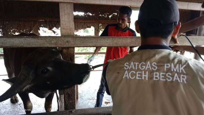 Satgas Penanggulangan PMK Aceh Besar sedang menyuntik vaksin pada sapi di Cot Mancong, Blang Bintang, Rabu (08/01/2025). FOTO/MC ACEH BESAR