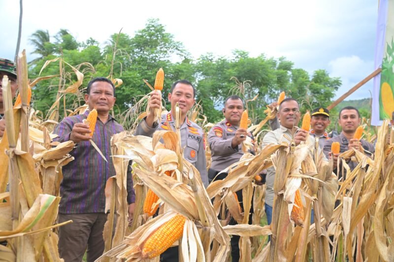 Staf Ahli Bupati Aceh Besar bidang Perekonomian, pembangunan dan keuangan Ir Makmun MT bersama Forkopimda Aceh Besar sedang memanen jagung, Kecamatan Masjid Raya, Aceh Besar, Kamis (5/6/2025). FOTO/MC ACEH BESAR
