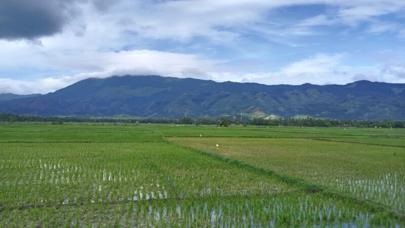 Lahan Pertanian sawah yang siap ditanami padi di Kawasan Simpang Tiga, Aceh Besar, Jumat (20/6/2025)
FOTO/ MC ACEH BESAR