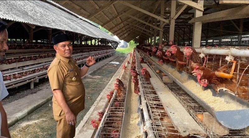 Bupati Aceh Besar, H. Muharram Idris, melihat langsung pembibitan ternak ayam petelur pada kunjungan ke peternakan ayam petelur “Edi Kandang” milik Edi, yang berlokasi di Gampong Cot Suruy, Kecamatan Ingin Jaya, Kabupaten Aceh Besar, Senin (23/06/2025). FOTO/MC ACEH BESAR