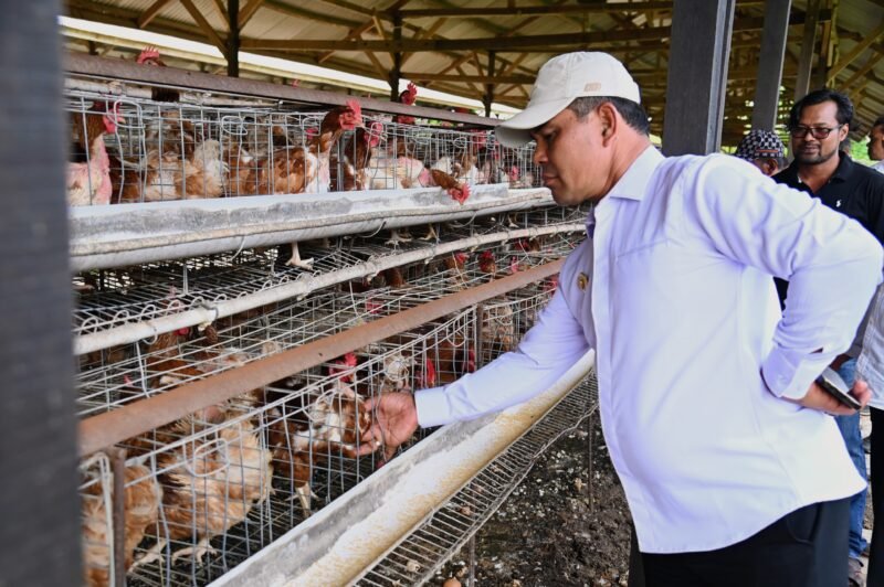 Bupati Aceh Besar, H Syech Muharram Idris meninjau pertenakan ayam di kawasan Gampong Data Makmur Kecamatan Blang Bintang, Aceh Besar, Rabu (25/06/2025). FOTO/MC ACEH BESAR