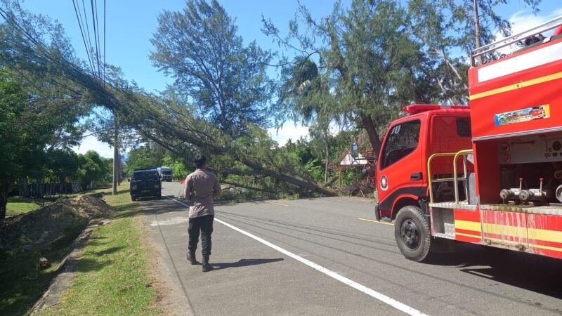 Petugas Damkar BPBD Aceh Besar melakukan pembersihan pohon tumbang yang menutupi akses jalan, di kawasan Krueng Raya, Aceh Besar, Sabtu (19/7/2025). FOTO/ MC ACEH BESAR