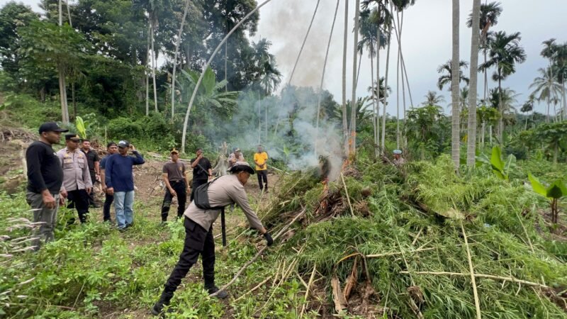 Saat tim tiba di ladang, terlihat dua orang sedang memanen ganja. Namun, dalam proses penyergapan, hanya satu pelaku yang berhasil diamankan, sementara satu lainnya melarikan diri ke arah hutan,” ujar Tuschad, Sabtu, 11 Oktober 2025.