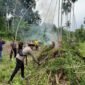 Saat tim tiba di ladang, terlihat dua orang sedang memanen ganja. Namun, dalam proses penyergapan, hanya satu pelaku yang berhasil diamankan, sementara satu lainnya melarikan diri ke arah hutan,” ujar Tuschad, Sabtu, 11 Oktober 2025.