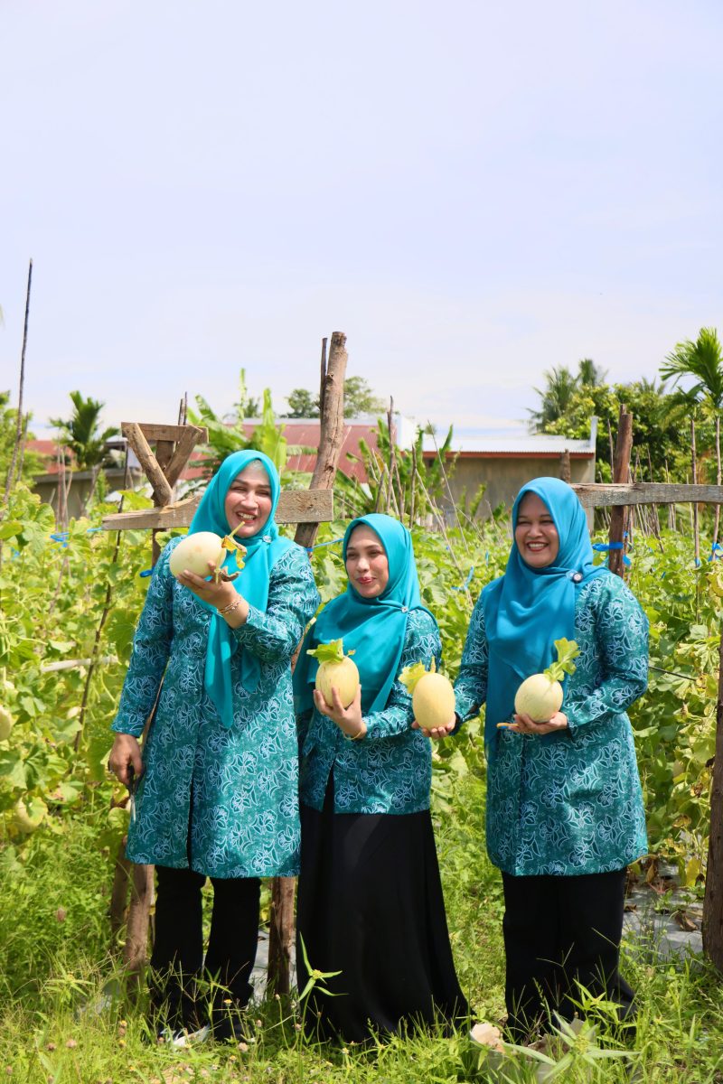 Tiga Srikandi Aceh Ketua TP PKK Aceh Marlina Muzakir, Staf Ahli TP PKK Aceh Mukarramah Fadhlullah dan Ketua Dharma Wanita Persatuan Aceh Malahayati, memanen dan mencicipi melon di Gampong Lam Manyang Kecamatan Pekan Bada, Kamis (2/4/2026).