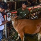 Kepala Dinas Peternakan Aceh, drh. Safridhal,
Ternak yang tersedia telah masuk spesifikasi hewan yang layak dan memenuhi syarat untuk kurban,” ujar Safridhal saat dihubungi melalui sambungan telepon, Senin (18/5/2026).